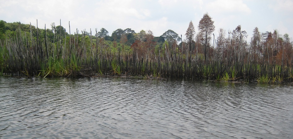 Photo of Tasek Bera