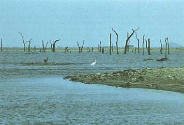 Photo of Lake Parakrama