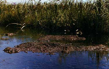 Photo of Ibera Lake