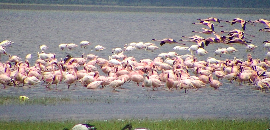 Photo of Lake Nakuru